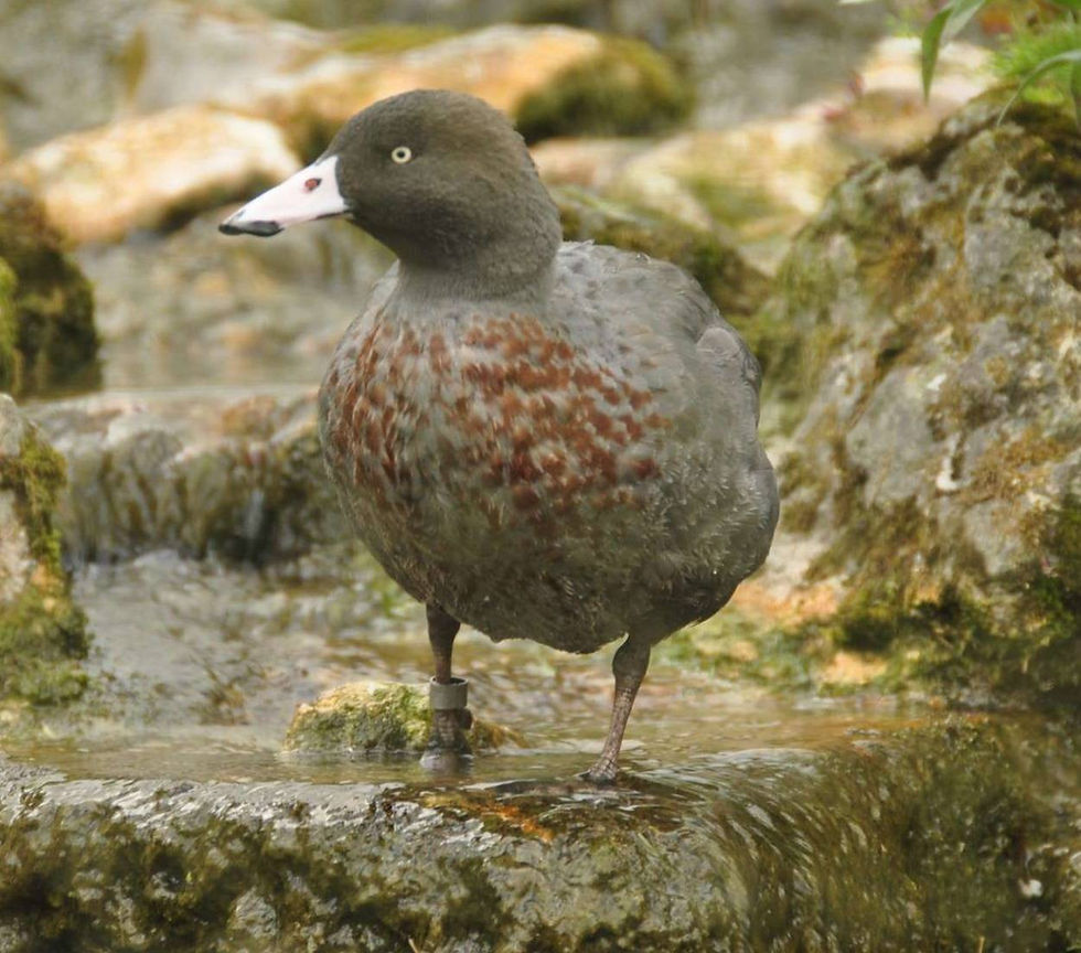 Whio/ Blue Duck by Nilfanion