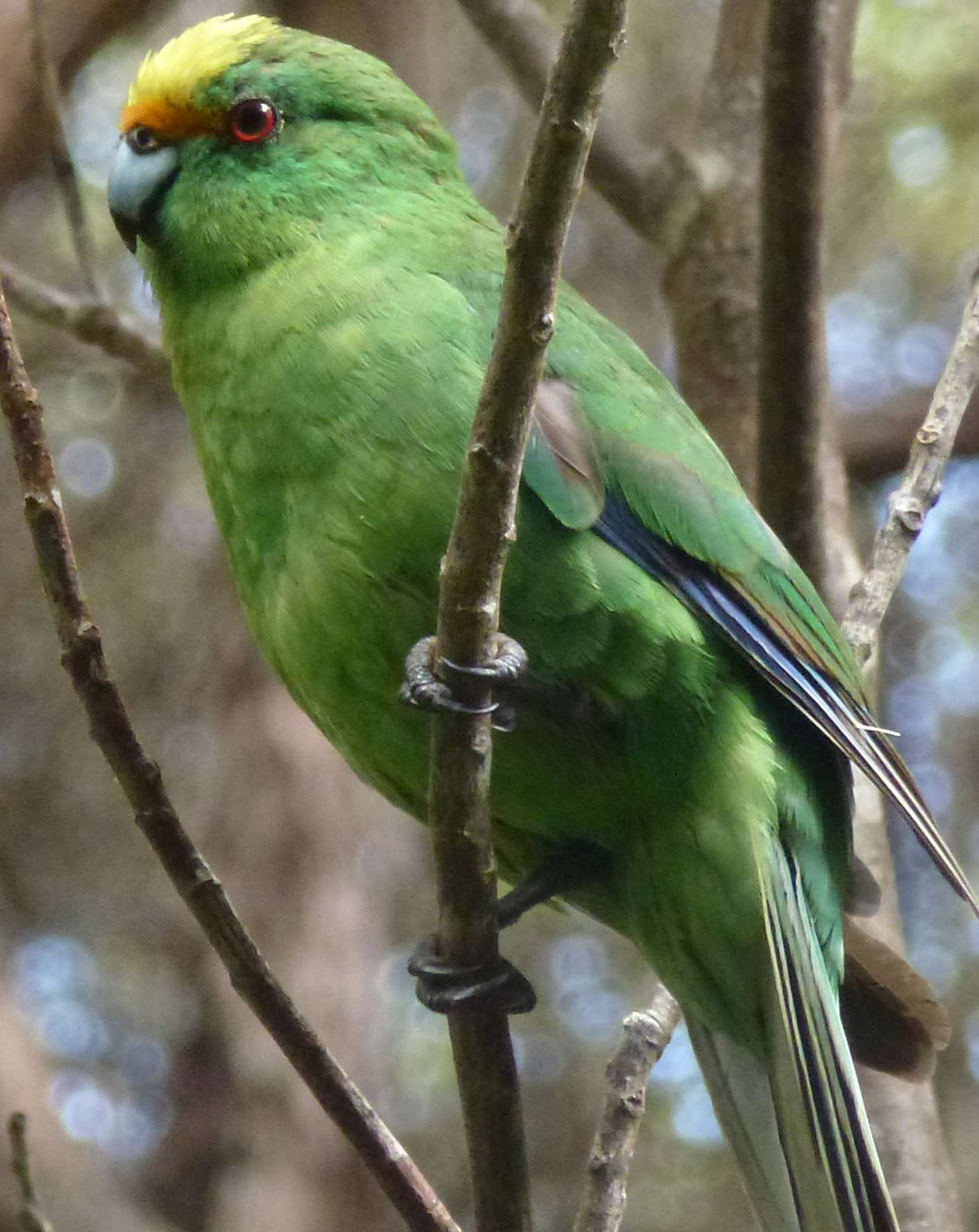 Orange-fronted kakariki by Mark Anderson