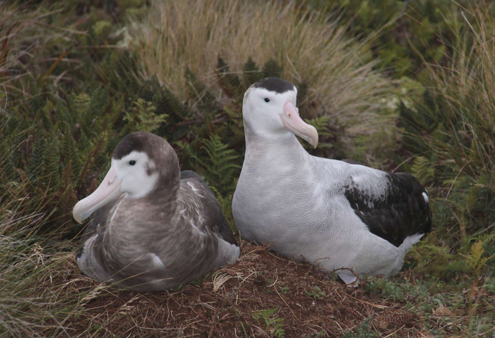 A Pair of Antipodean albatross 