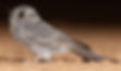 Australian owlet-nightjar (Aegotheles cristatus), a smaller cousion of the New Zealand owlet-nightjar by JJ Harrison