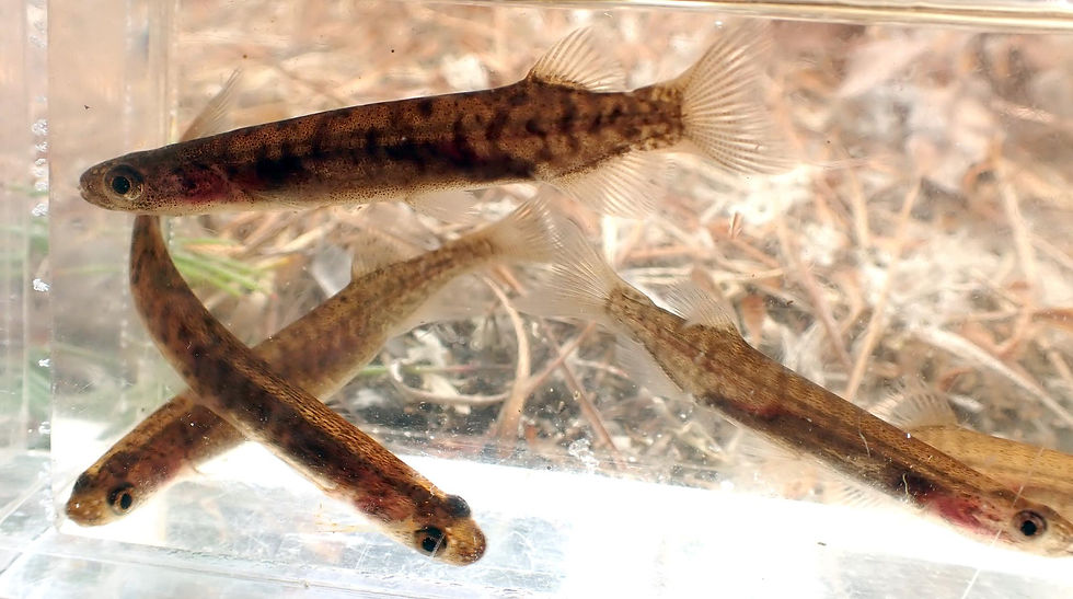 Chatham mudfish by Peter de Lange