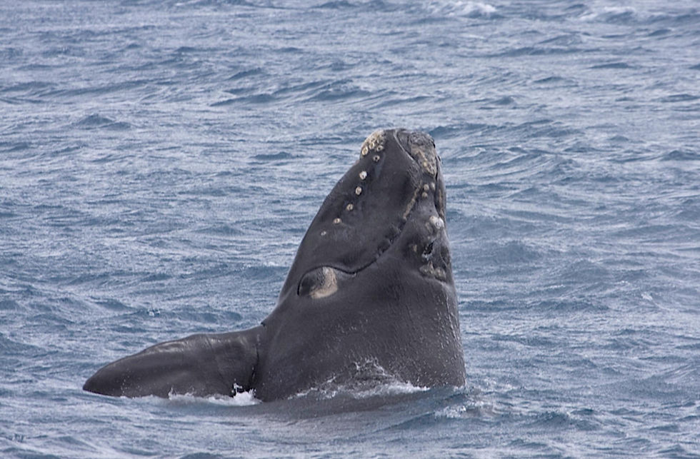 Southern Right Whale by Gregory "Slobirdr" Smith