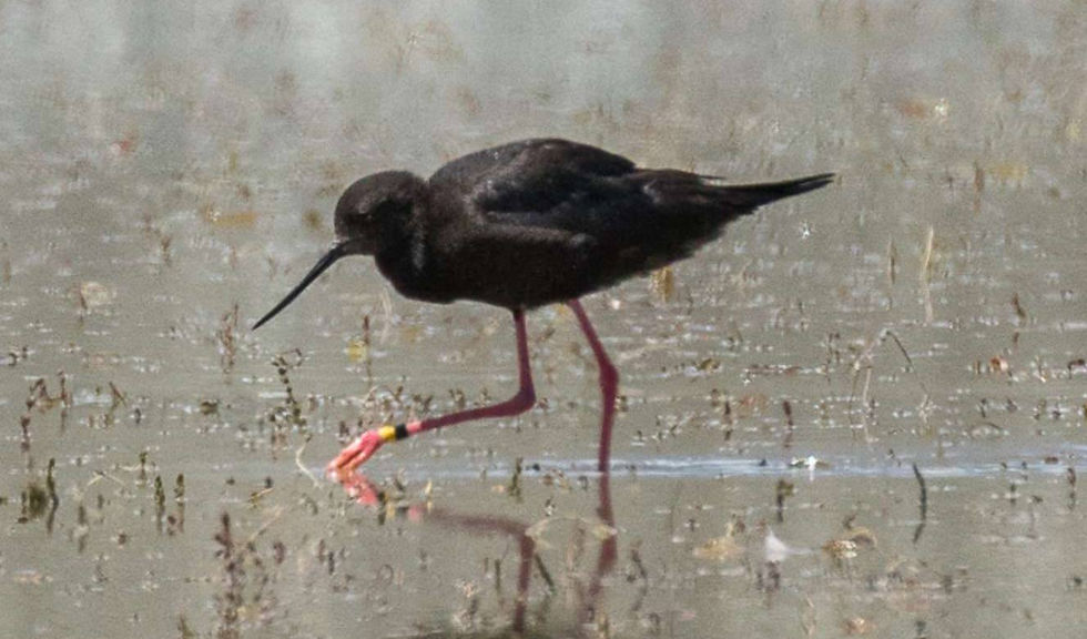 Black Stilt by Francesco Veronesi