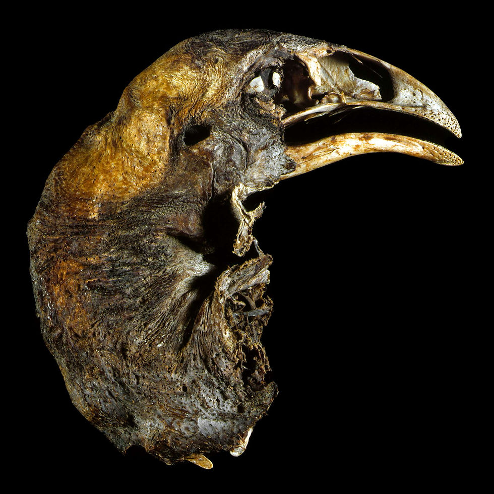 Upland Moa Mummy by Te Papa