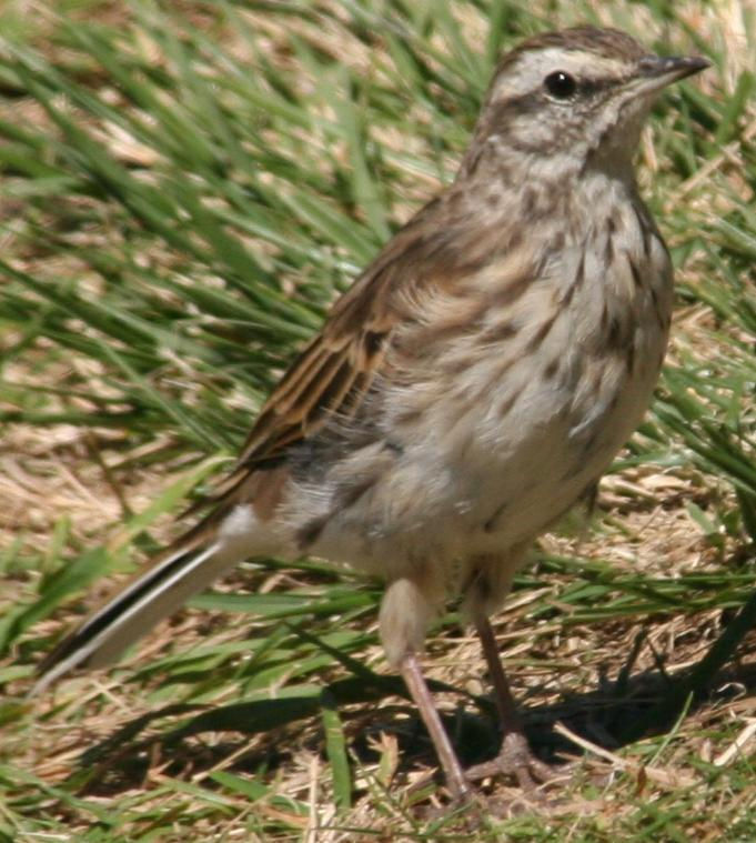 New Zealand Pipit by Sabine's Sunbird