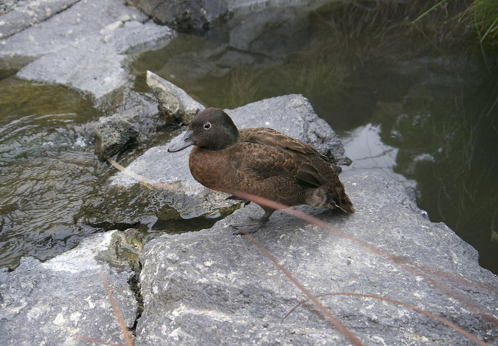 Campbell Island Teal at Auckand Zoo Kimberley Collins