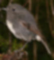 South Island Robin (Petroica australis) By Glen Fergus
