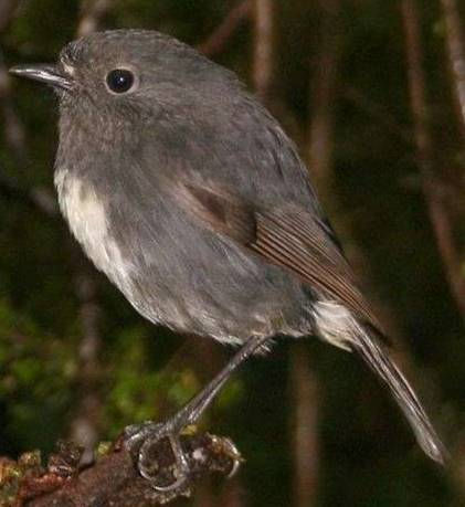 South Island Robin (Petroica australis) By Glen Fergus