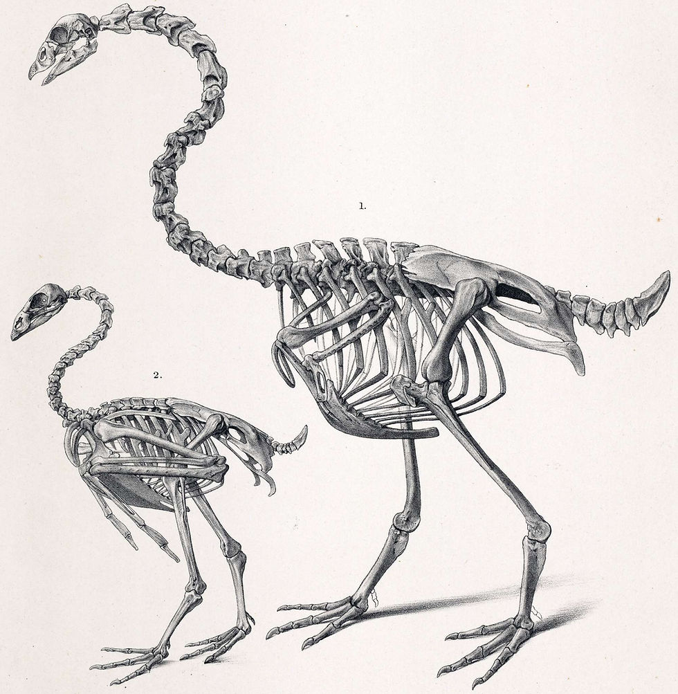 South Island goose (Cnemiornis calcitrans) compared to the smaller Cape Barren goose by Griesbach