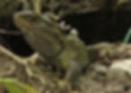 Tuatara by Michael Hamilton Digitaltrails