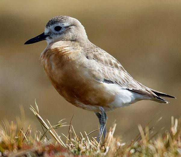 Southern New Zealand dotterel by Karthicss