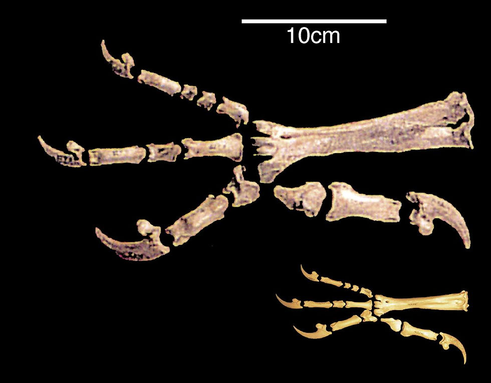 Comparison of the huge claws of Haast's eagle with those of its close relative the little eagle by Bunce M, Szulkin M, Lerner HRL, Barnes I, Shapiro B, et al