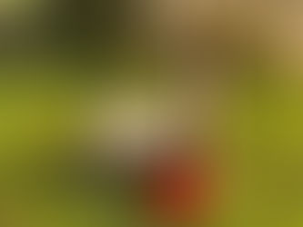 Intemperance Volstead VO 1920