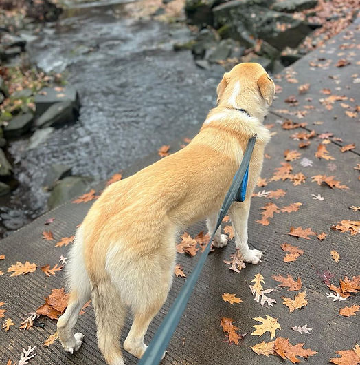 dog sight seeing