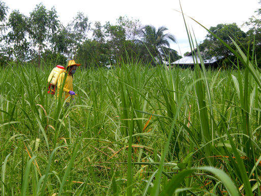 ปี61 เกษตกร ป่วยจากการใช้สารเคมีกว่า6พันราย อีสานยังยืนหนึ่ง