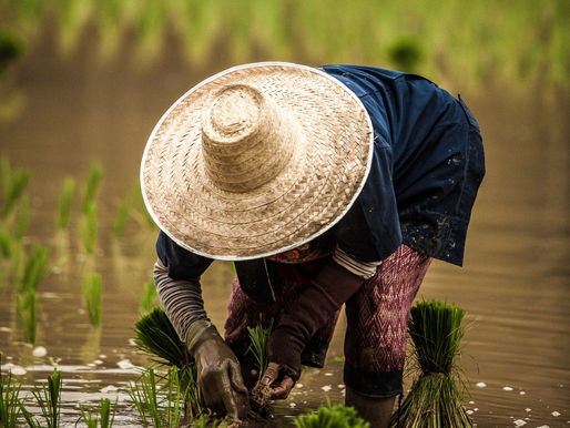 ข้าวหอมมะลิ พญาอินทรี และการดิ้นรนของชาวนาทุ่งกุลา(9)