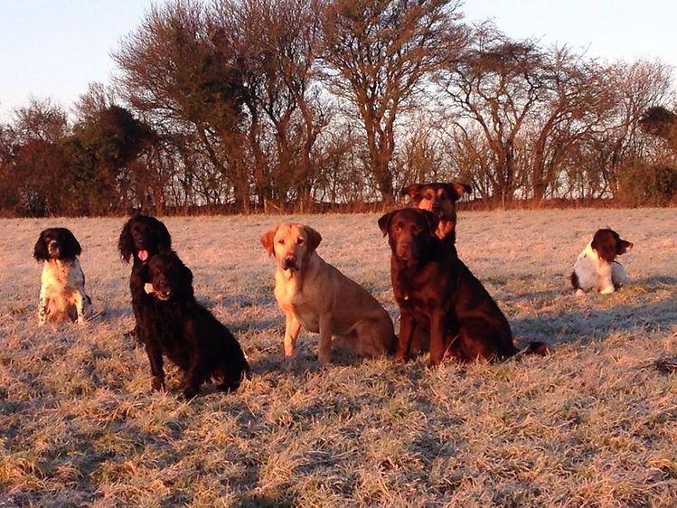 7 dogs sat in a frosty field