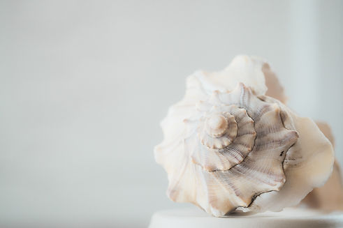 closeup-shot-beautiful-white-seashell-white-background.jpg