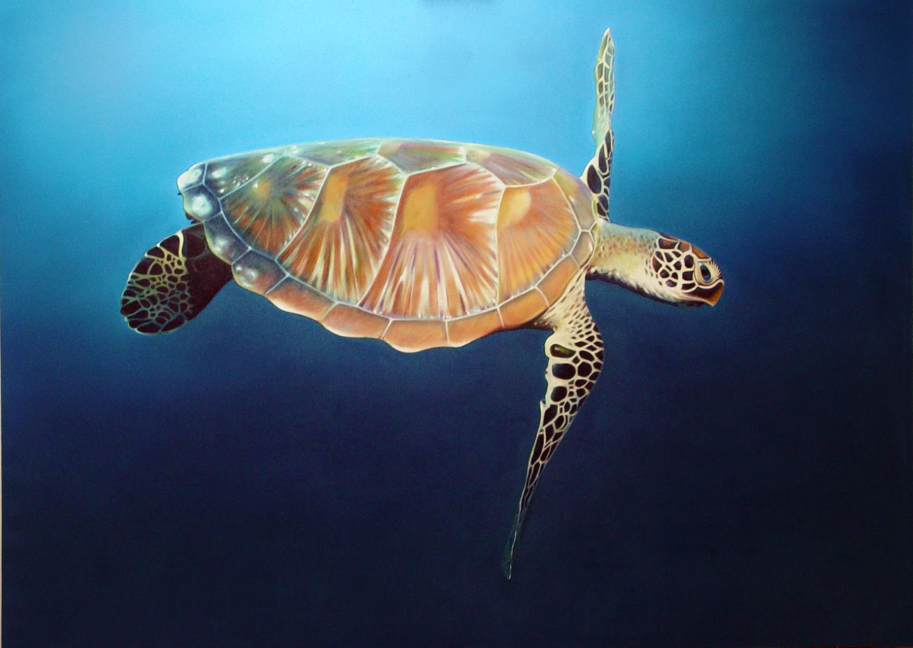 Turtla 52" x 70" giclee on canvas