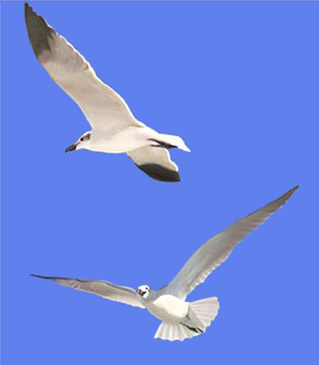 Florida Beach Seagulls 48"x36" giclee on canvas
