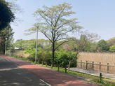 洞峰公園を散歩