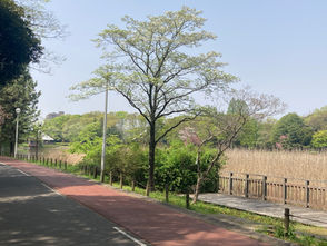洞峰公園を散歩