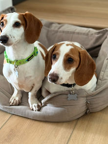 Johnny and June- BONDED PAIR!