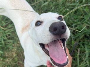 Buster - Adoption Pending (Partners in Purpose Participant)