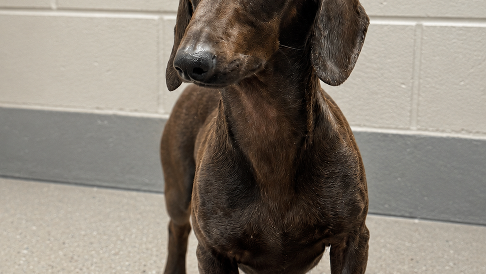 Louie - Coming Soon!