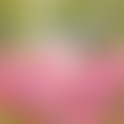 Celebrating an Incredible Partner: Why We’re Grateful for Dog Trainer Kat Martin Ray