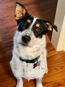 Dottie