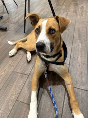 Rodeo - Partners in Purpose Participant- Adoption Pending