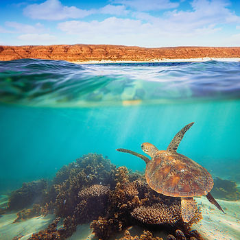Undiscovered Western Australia.jpeg