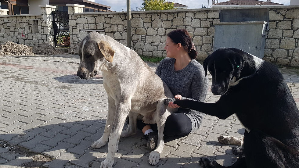 Hundebetreuung sehr große Hunde