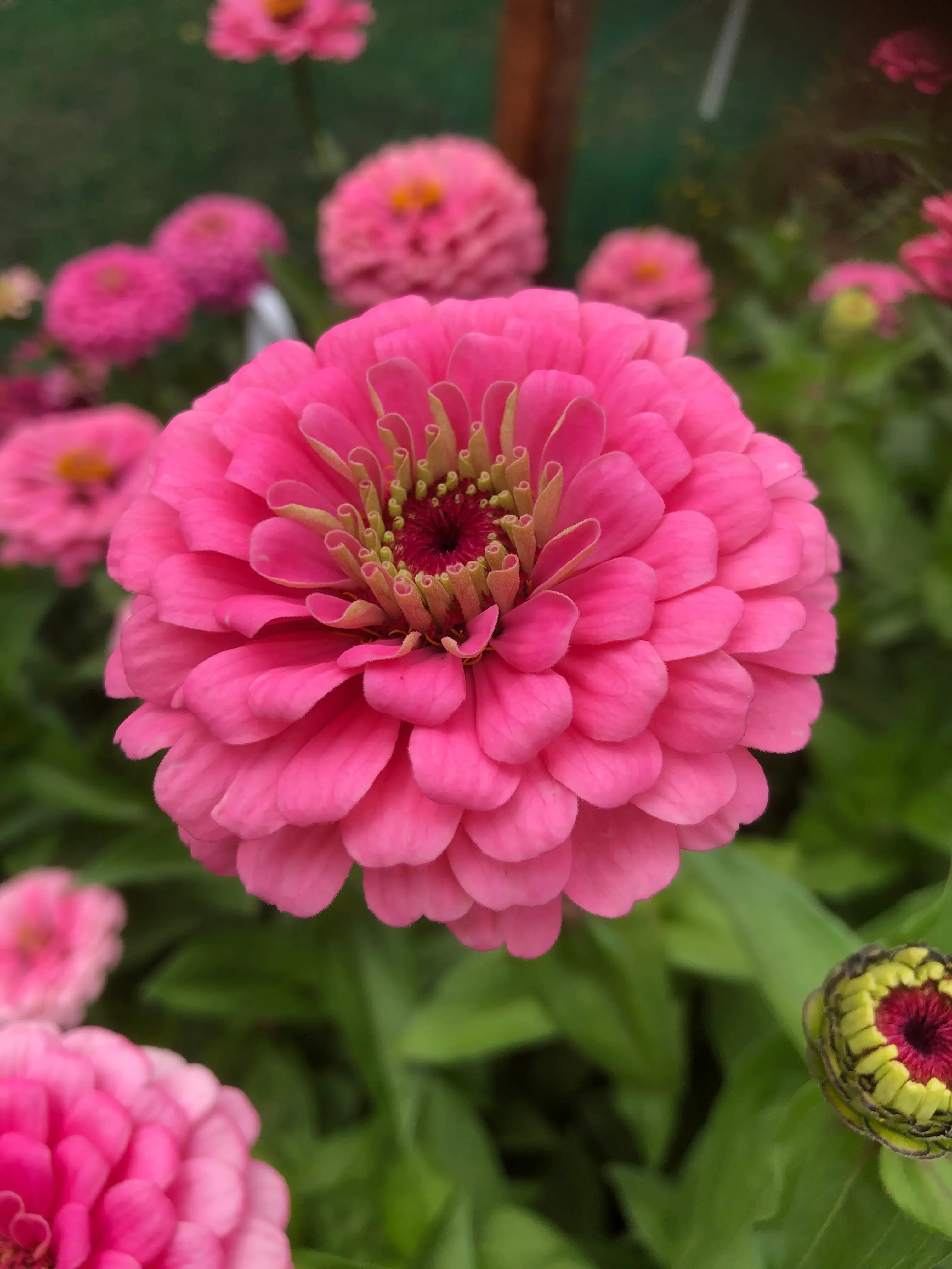 Zinnia Seeds Pink and Blush