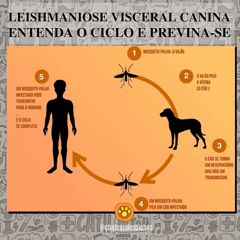 Leishmaniose Visceral Canina: entenda e previna-se.