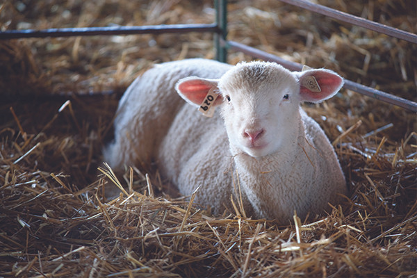 White lamb lying on a stack of hay.