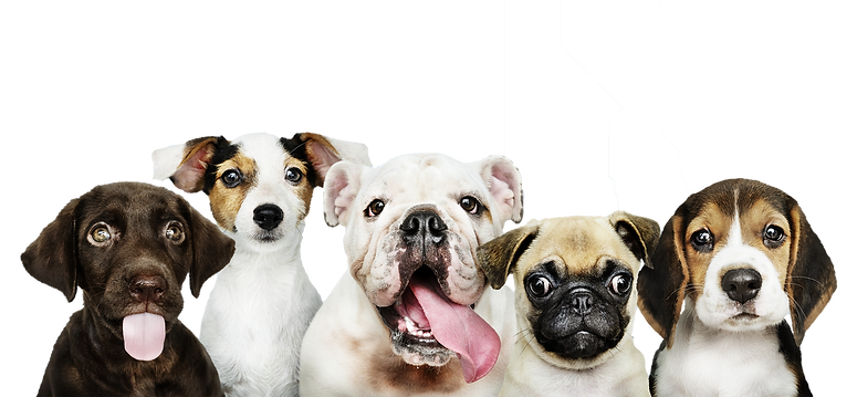 group-portrait-adorable-puppies.png