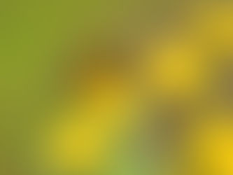 Celebración del Día Mundial de las Abejas: La Importancia de Proteger a los Polinizadores