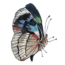 farfalla 2.png