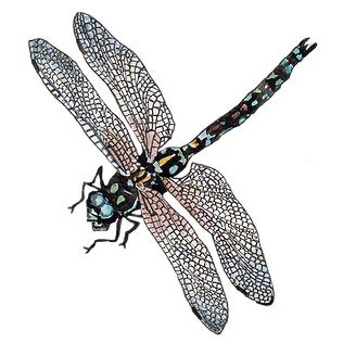 libellula.png