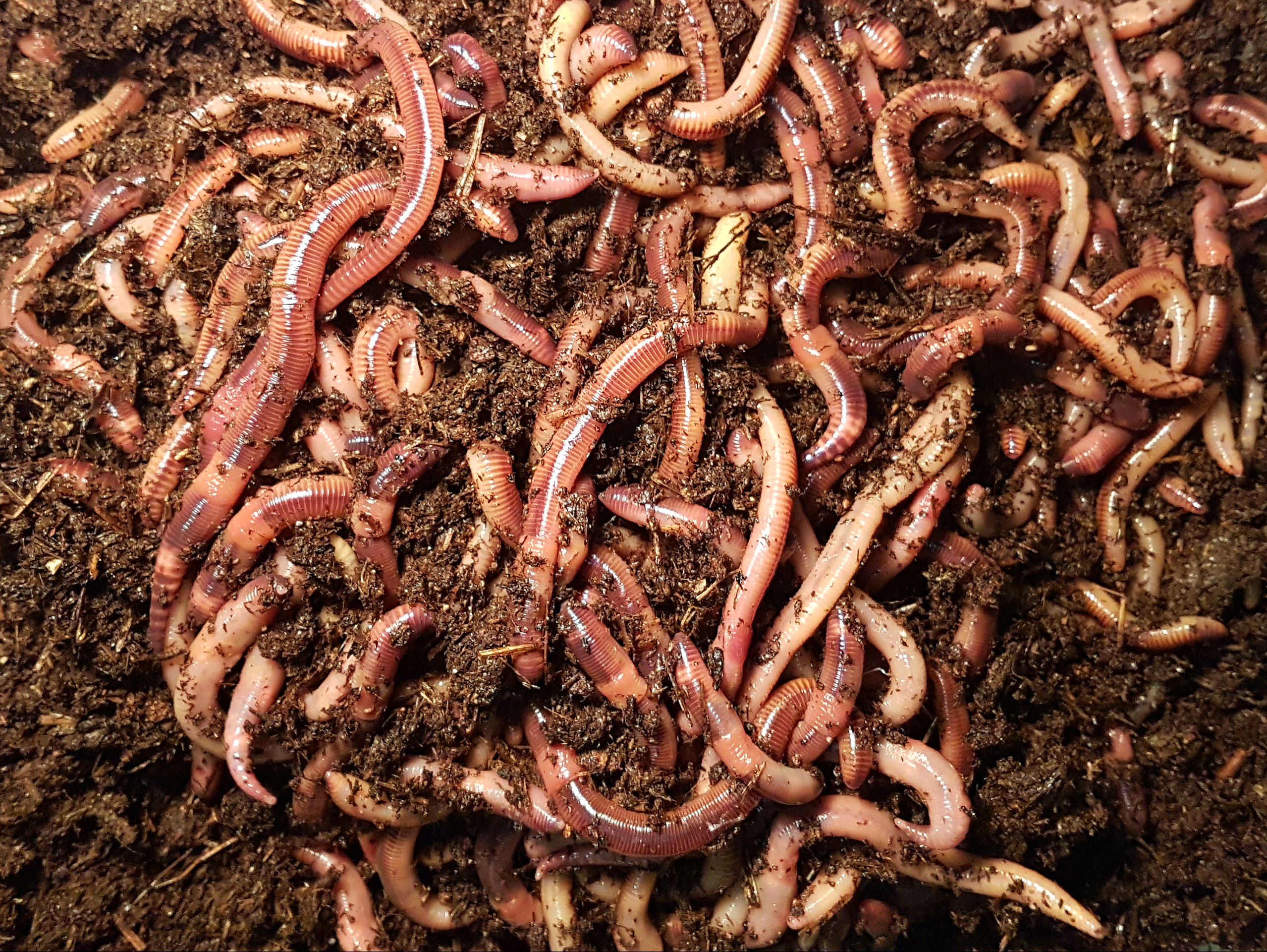 download live wax worms for fishing download live wax worms for fishing