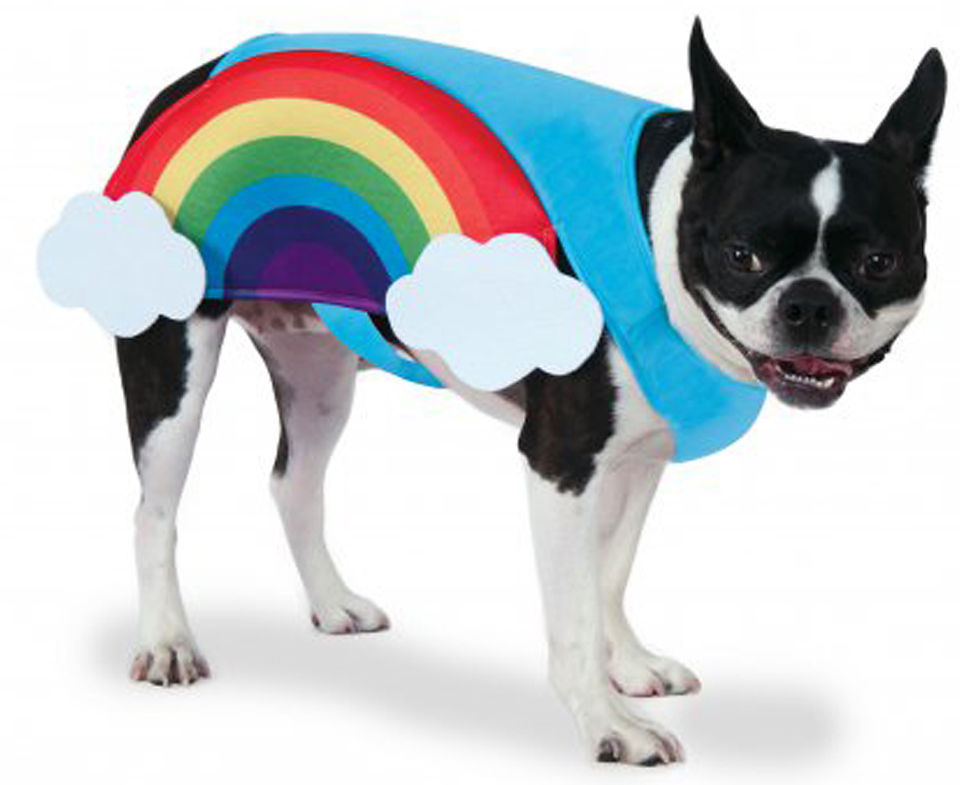 rainbow items, dog rainbow costume