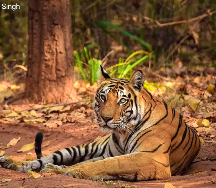 Thumbnail: Madhya Pradesh Tour Package 8 Days 7 Nights