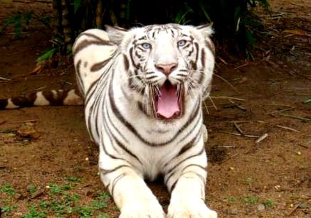 Miniaturbild: Odisha Tour Package 8 Days 7 Nights