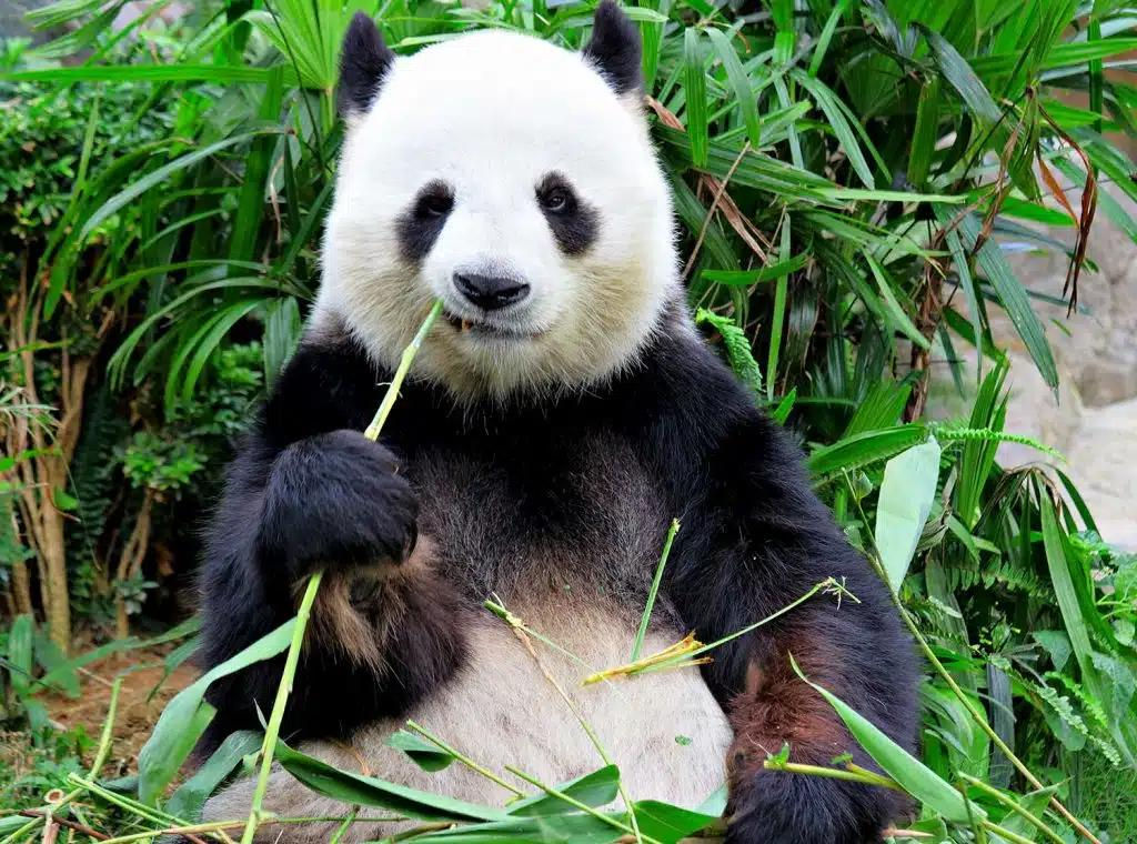 Chengdu Giant Panda Base