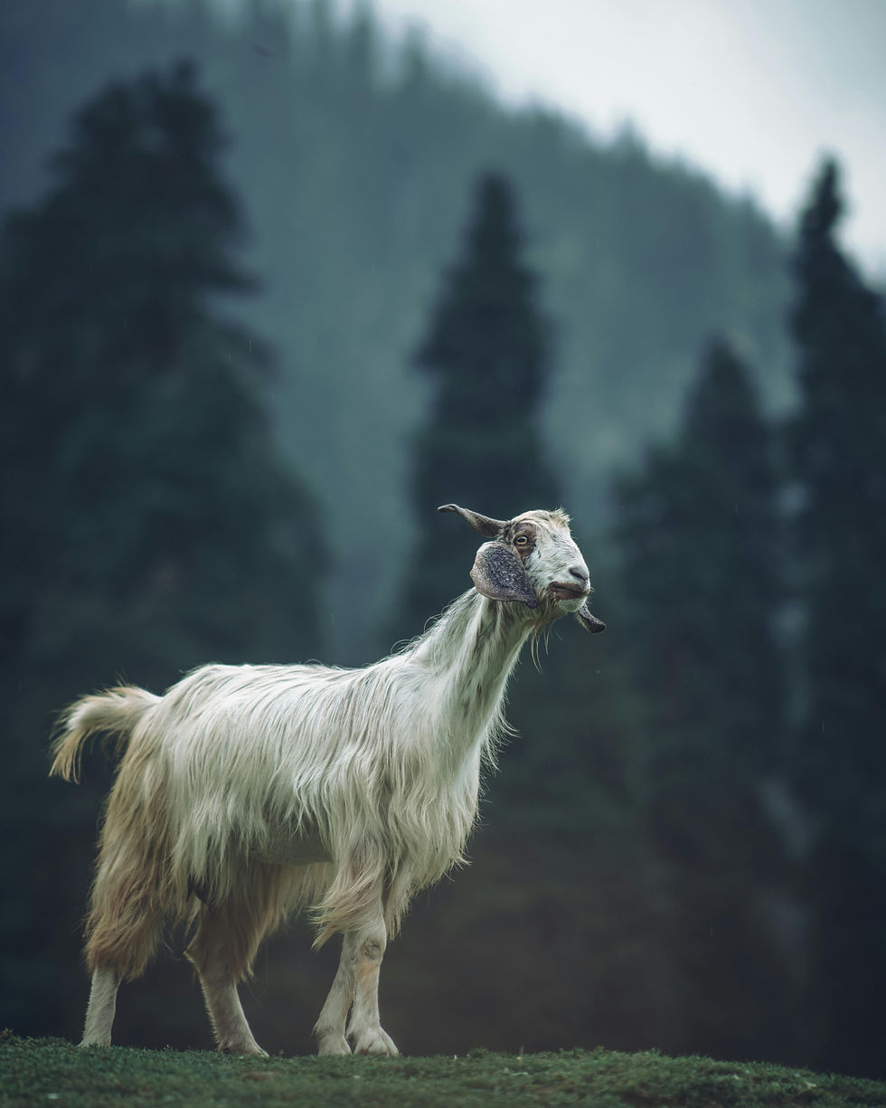 الصورة المصغرة: Srinagar