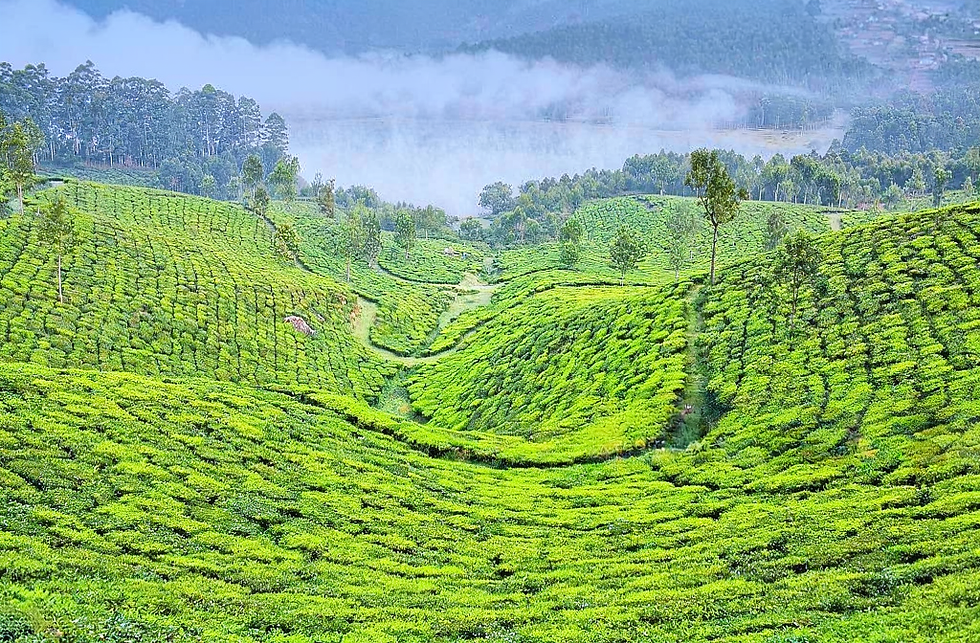 Thumbnail: Darjeeling Tea