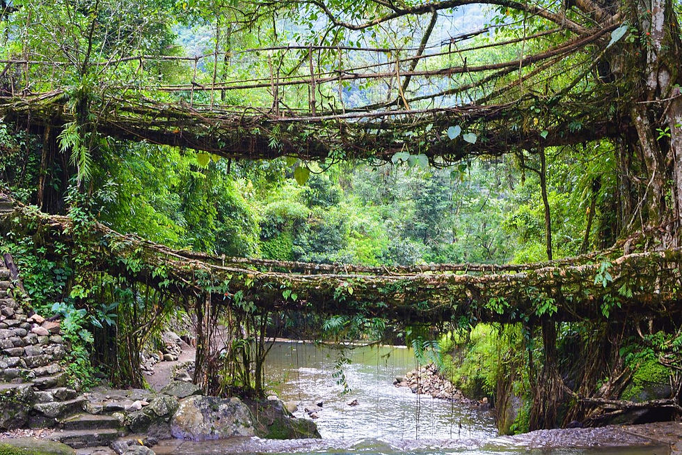 الصورة المصغرة: Meghalaya Tour Package 7 Days 6 Nights