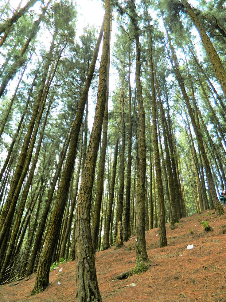 Imej kecil: Kerala Munnar Pine Forest
